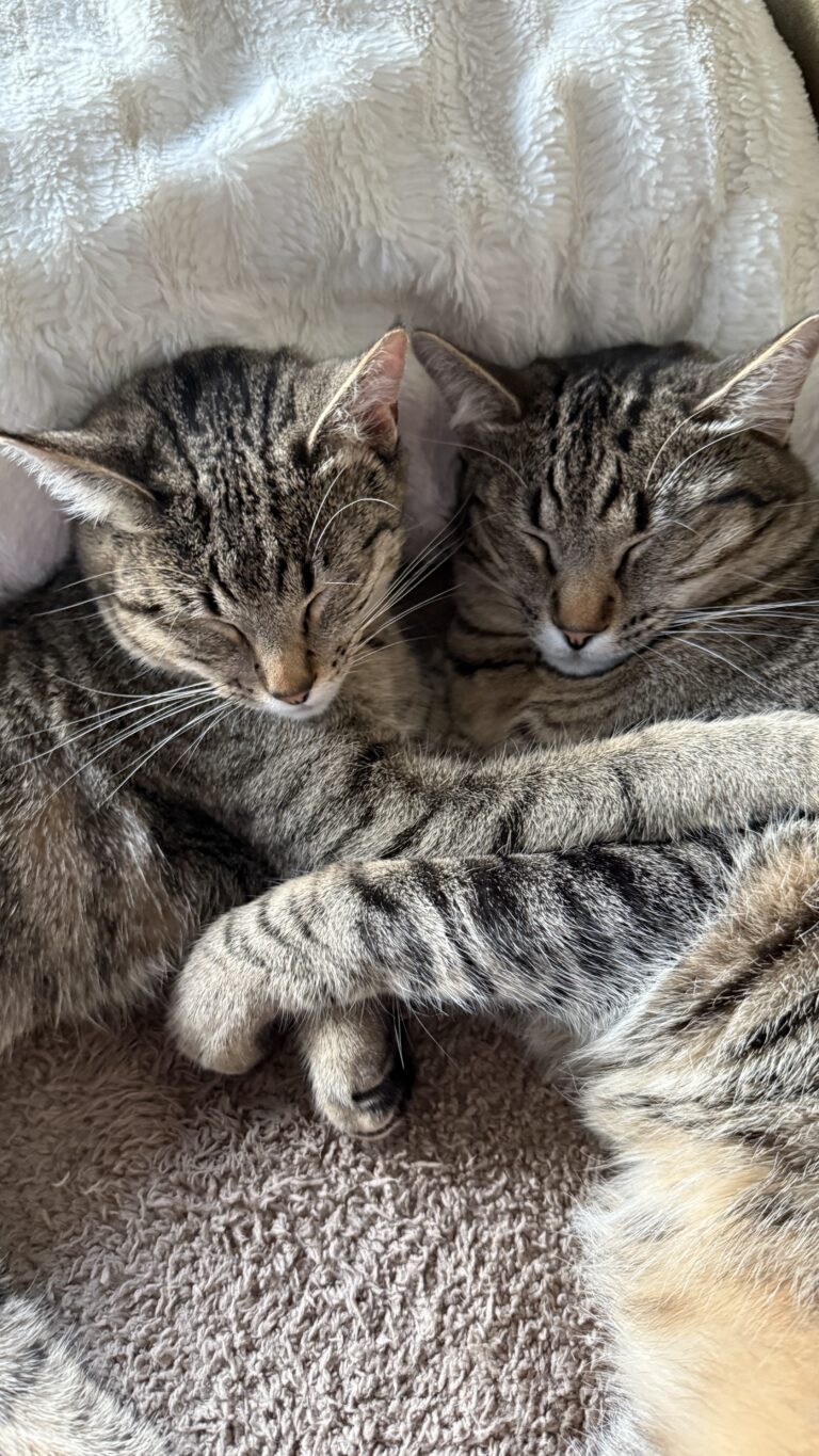 Mijn katten