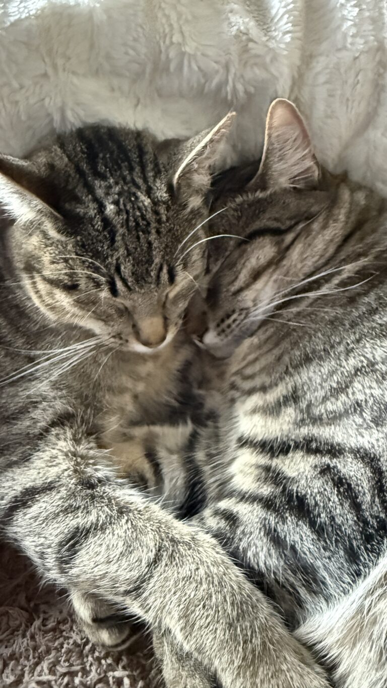 Mijn katten