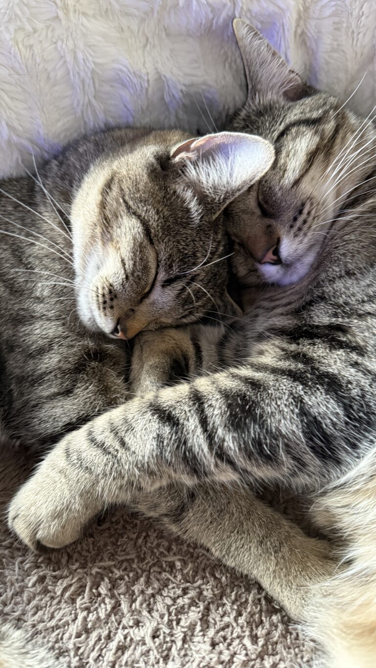 Mijn katten